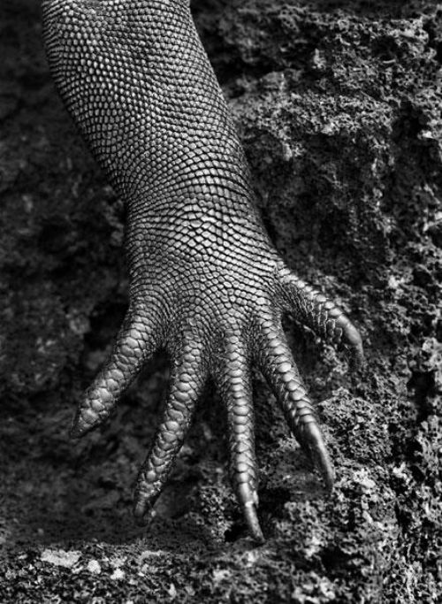 Mostra | GENESI. Fotografie di Sebastião Salgado