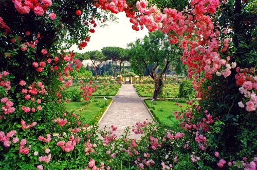 Il Roseto comunale all’Aventino