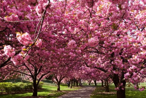 Hanami all’Orto Botanico